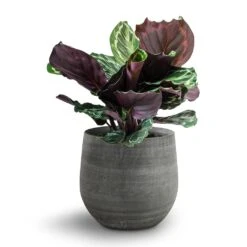 Esra Plant Pot - Mystic Grey -Hortology Shop 138973 pot esra mystic grey 26cmx26cm