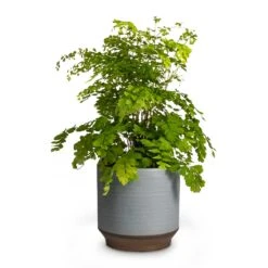 Adiantum Fragrans - Delta Maidenhair Fern -Hortology Shop Adiantum Fragrans Delta Maidenhair Fern 13x30cm Pot Suze Blue 15x14cm