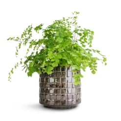 Adiantum Fragrans - Delta Maidenhair Fern -Hortology Shop Adiantum Fragrans Delta Maidenhair Fern 13x30cm Stian Plant Pot Moss Green 16x15cm