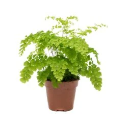 Adiantum Fragrans - Delta Maidenhair Fern -Hortology Shop Adiantum Fragrans Delta Maidenhair Fern