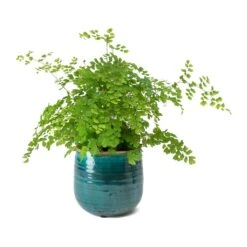 Adiantum Fragrans - Delta Maidenhair Fern -Hortology Shop Adiantum Fragrans Delta Maidenhair Fern Iris Turquoise Plant Pot