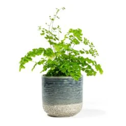 Adiantum Fragrans - Delta Maidenhair Fern -Hortology Shop Adiantum Fragrans Delta Maidenhair Fern Issa Plant Pot Light Blue