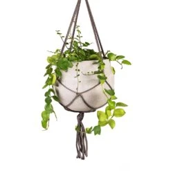 Aeschynanthus Pink Polka - Lipstick Plant -Hortology Shop Aeschynanthus Pink Polka Lipstick Plant 15x50cm Hans Hanging Plant Pot Light Grey 22x19cm Close