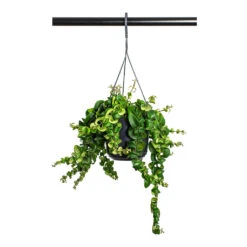 Aeschynanthus Rasta - Lipstick Plant -Hortology Shop Aeschynanthus Rasta Lipstick Plant 15cm