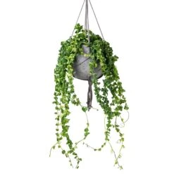 Aeschynanthus Rasta - Lipstick Plant -Hortology Shop Aeschynanthus Rasta Lipstick Plant 15x40cm Hans Hanging Plant Pot Laterite Grey 22x19cm