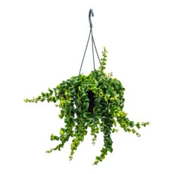 Aeschynanthus Rasta - Lipstick Plant -Hortology Shop Aeschynanthus Rasta Lipstick Plant