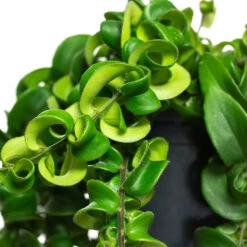 Aeschynanthus Rasta - Lipstick Plant -Hortology Shop Aeschynanthus Rasta Lipstick Plant Close Up