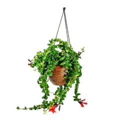 Mya Hanging Planter - Shiny Mocha -Hortology Shop Aeschynanthus Rasta Lipstick Plant Mya Hanging Planter Shiny Mocha 021dd599 e96a 4584 a075 46b15cd42646