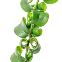 Aeschynanthus Rasta - Lipstick Plant -Hortology Shop Aeschynanthus Rasta Lipstick Plant SWATCH 2