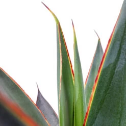 Agave Shaka Zulu -Hortology Shop Agave Shaka Zulu 15x25cm 2