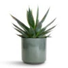Agave Shaka Zulu