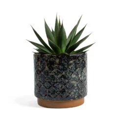 Agave Shaka Zulu -Hortology Shop Agave Shaka Zulu Mees Plant Pot Vintage Black