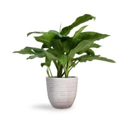 Angle Couple Plant Pot - White -Hortology Shop Aglaonema B.J. Freedman Chinese Evergreen 24x80cm Angle Couple Plant Pot White 30x28cm 4e7cbd8e 96e2 4911 a4d0 856d1f5b2677