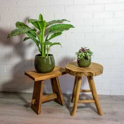 Tradescantia Zebrina - Inch Plant -Hortology Shop Aglaonema B.J. Freedman Chinese Evergreen Tradescantia zebrina Inch Plant mischa green plant pot 481e7330 55a0 4ed4 9c3f 7860584d04ab