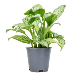 Aglaonema Christina - Chinese Evergreen -Hortology Shop Aglaonema Christina Chinese Evergreen 14x35cm