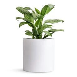 Puk Essentials Planter - Matt White -Hortology Shop Aglaonema Christina Chinese Evergreen 14x35cm Puk Planter Matt White 20x20cm 80db27b0 006a 484a a301 31a752032fd8