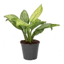 Aglaonema Christina - Chinese Evergreen -Hortology Shop Aglaonema Christina Chinese Evergreen