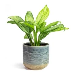 Aglaonema Christina - Chinese Evergreen -Hortology Shop Aglaonema Christina Chinese Evergreen Issa Plant Pot Light Blue