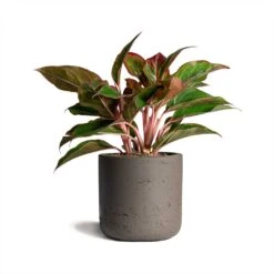 Aglaonema Crete - Chinese Evergreen 22 Aglaonema Crete - Chinese Evergreen -Hortology Shop Aglaonema Crete Chinese Evergreen 12x25cm Charlie Plant Pot Ash Brown 15x15cm