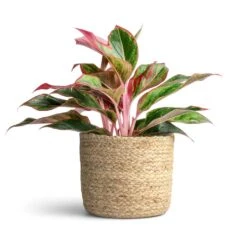Aglaonema Crete - Chinese Evergreen 17 Aglaonema Crete - Chinese Evergreen -Hortology Shop Aglaonema Crete Chinese Evergreen 12x25cm Maartje Plant Baskets Set of 5 Jute
