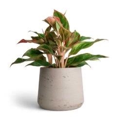Patt Plant Pot - Grey Washed -Hortology Shop Aglaonema Crete Chinese Evergreen 12x25cm Patt Plant Pot Grey Washed 17x14cm f39e2768 c6d7 47d0 b311 796d43a3a28c