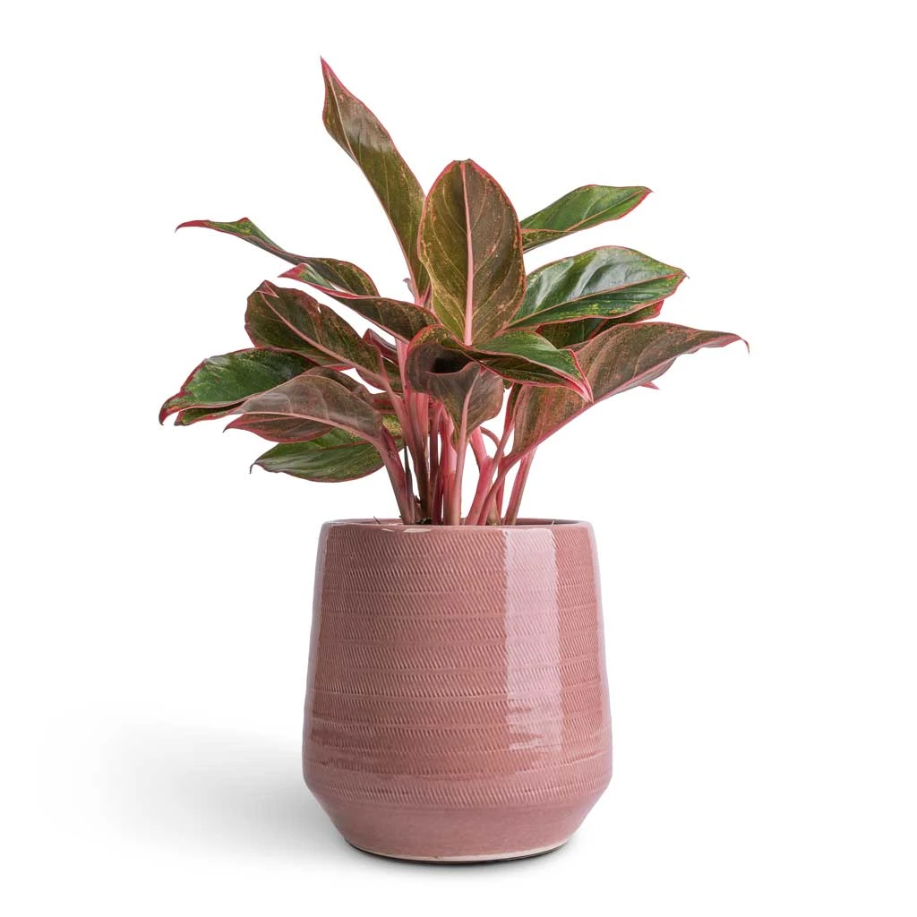 Aglaonema Crete - Chinese Evergreen 4 Aglaonema Crete - Chinese Evergreen - Image 4