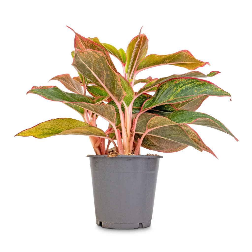 Aglaonema Crete - Chinese Evergreen 3 Aglaonema Crete - Chinese Evergreen - Image 3