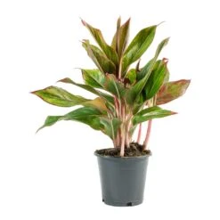 Aglaonema Crete - Chinese Evergreen 21 Aglaonema Crete - Chinese Evergreen -Hortology Shop Aglaonema Crete Chinese Evergreen