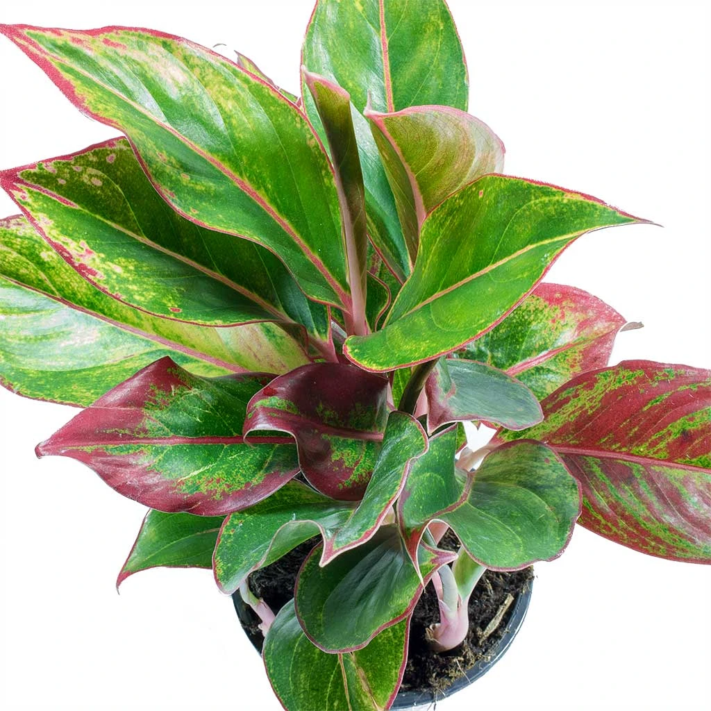 Aglaonema Crete - Chinese Evergreen 7 Aglaonema Crete - Chinese Evergreen - Image 7
