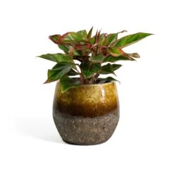 Aglaonema Crete - Chinese Evergreen 23 Aglaonema Crete - Chinese Evergreen -Hortology Shop Aglaonema Crete Chinese Evergreen Lindy Plant Pot Ochre ef37a1ee 6836 421c 8ed8 a8094bed3ad4