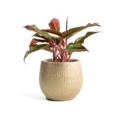 Aglaonema Crete - Chinese Evergreen 18 Aglaonema Crete - Chinese Evergreen -Hortology Shop Aglaonema Crete Chinese Evergreen Ryan Plant Pot Sand Gold 905bf1a7 16ef 47ef a97b e5fe73b429e3