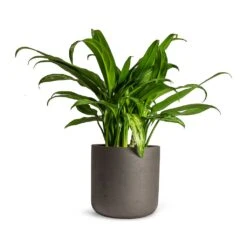 Aglaonema Cutlass - Chinese Evergreen -Hortology Shop Aglaonema Cutlass Chinese Evergreen Houseplant 12x35cm Charlie Plant Pot Black Washed 15x15cm