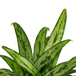 Aglaonema Cutlass - Chinese Evergreen -Hortology Shop Aglaonema Cutlass Chinese Evergreen Houseplant 12x35cm Close Leaf