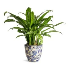Aglaonema Cutlass - Chinese Evergreen -Hortology Shop Aglaonema Cutlass Chinese Evergreen Houseplant 12x35cm Monza Plant Pot Vintage Blue 13x12cm