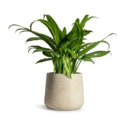 Patt Plant Pot - Grey Washed -Hortology Shop Aglaonema Cutlass Chinese Evergreen Houseplant 12x35cm Patt Plant Pot Grey Washed 17x14cm 4292a086 d7ac 4acc a727 25b570ee996f