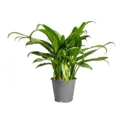 Aglaonema Cutlass - Chinese Evergreen -Hortology Shop Aglaonema Cutlass Chinese Evergreen Houseplant 12x35cm Small