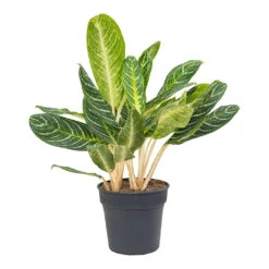 Aglaonema Key Lime - Chinese Evergreen -Hortology Shop Aglaonema Key Lime Chinese Evergreen 27cm