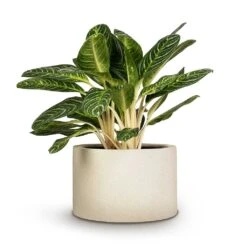 Grigio Cylinder Planter - Antique White Concrete -Hortology Shop Aglaonema Key Lime Chinese Evergreen 27x75cm Grigio Cylinder Planter Antique White Concrete 48x32cm