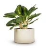 Aglaonema Key Lime - Chinese Evergreen