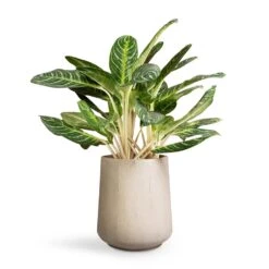Aglaonema Key Lime - Chinese Evergreen -Hortology Shop Aglaonema Key Lime Chinese Evergreen 27x75cm Raindrop Tube High Round Planter Stone 37x42cm