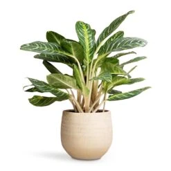Aglaonema Key Lime - Chinese Evergreen -Hortology Shop Aglaonema Key Lime Chinese Evergreen 27x75cm Ryan Plant Pot Sand Gold 36x32cm