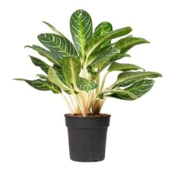 Aglaonema Key Lime - Chinese Evergreen -Hortology Shop Aglaonema Key Lime Chinese Evergreen 27x80cm