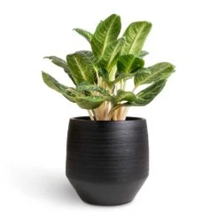 Aglaonema Key Lime - Chinese Evergreen -Hortology Shop Aglaonema Key Lime Chinese Evergreen 27x80cm Norell Plant Pot Black 42x38cm
