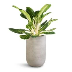 Aglaonema Key Lime - Chinese Evergreen -Hortology Shop Aglaonema Key Lime Chinese Evergreen Cody Plant Vase Ridged Cement 35x55cm 0af7fee6 13af 4632 8313 f272a394c83e