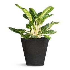 Aglaonema Key Lime - Chinese Evergreen -Hortology Shop Aglaonema Key Lime Chinese Evergreen Ella Artstone Plant Pot Black 45x45x45cm