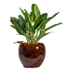Kae Plant Pot - Cayenne -Hortology Shop Aglaonema Key Lime Chinese Evergreen Kae Plant Pot Cayenne 1c4866a3 c8ca 4b8e 9f92 151b27c30ad7