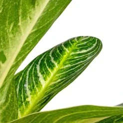Aglaonema Key Lime - Chinese Evergreen -Hortology Shop Aglaonema Key Lime Chinese Evergreen SWATCH
