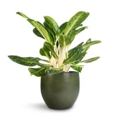 Zembla Plant Pot - Green -Hortology Shop Aglaonema Key Lime Chinese Evergreen Zembla Plant Pot Green 35x32cm 0104f484 e578 451a 8ea7 d8a97fc50816
