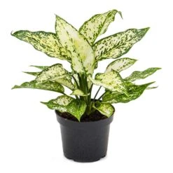 Aglaonema Kiwi - Chinese Evergreen -Hortology Shop Aglaonema Kiwi Chinese Evergreen 12cm