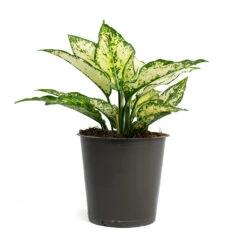 Aglaonema Kiwi - Chinese Evergreen -Hortology Shop Aglaonema Kiwi Chinese Evergreen 12cm 256f67b9 d96f 4ff1 830f 4a0556233ef6